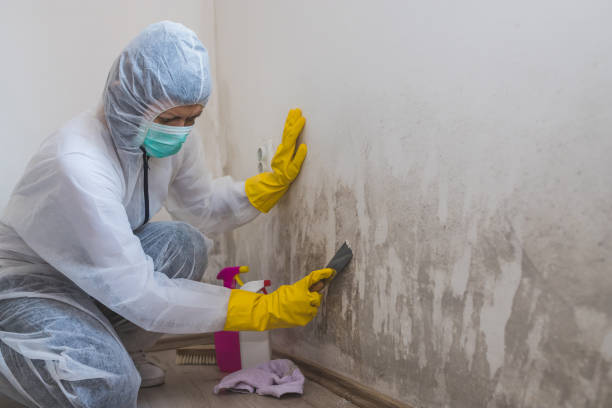 Best Post-Flood Mold Remediation in Brookfield, IL