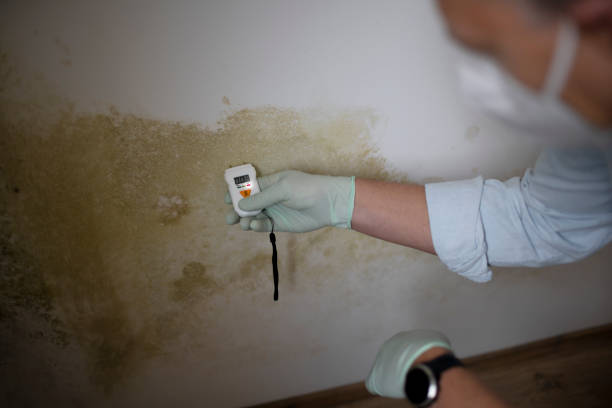 Best Localized Mold Remediation (e.g., coastal areas, humid climates) in Brookfield, IL