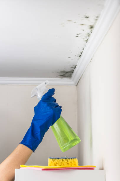 Best Mold Testing and Inspection Services in Brookfield, IL