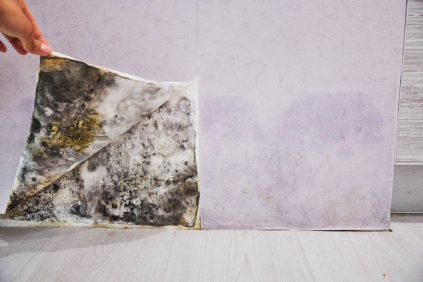 Best Black Mold Remediation in Brookfield, IL